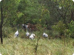 Sarus Cranes