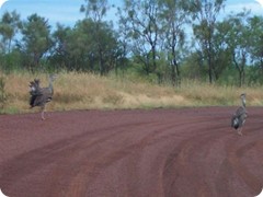 courting_bustards