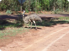 Hann River Roadhouse Pet Emu