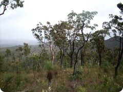 Crossing the Range and down to Irvinebank