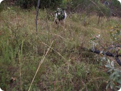 Brahman Bull